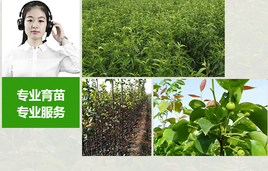 苗木種類(lèi)多，成活率高