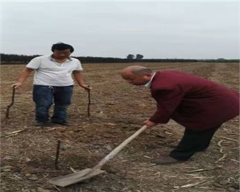 選擇金土地，我們很放心[河南桃樹(shù)苗]