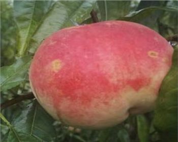 鄭州桃樹(shù)苗[映雪蜜桃]