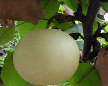 梨樹苗種植[黃金梨]