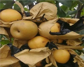 平頂山梨樹苗基地