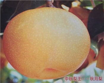 安徽梨樹苗基地