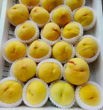 貴州桃樹(shù)苗基地