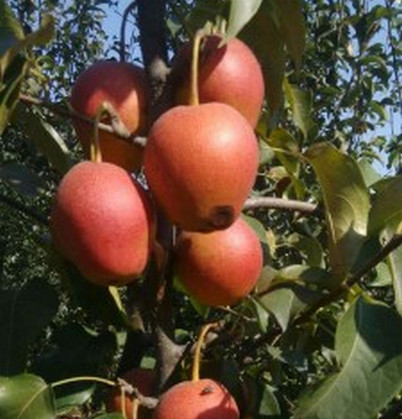 河南梨樹苗價(jià)格