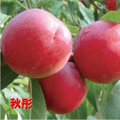 安徽桃樹(shù)苗價(jià)格