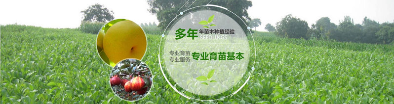 安徽桃樹(shù)苗品種