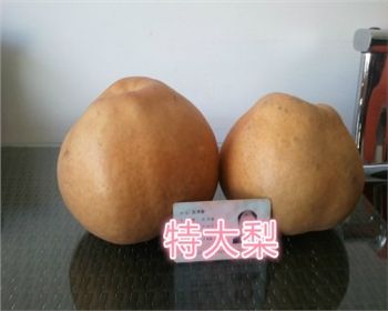 河南晚秋黃梨苗告訴你冬季管理維護(hù)有多重要