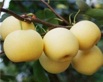 河南晚秋黃梨苗告訴你建園條件配置有什么