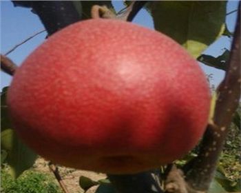 鄭州梨樹苗告訴你它新梢為何落葉