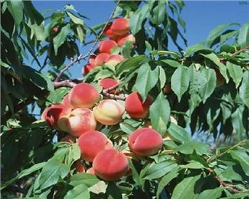 夏季河南桃樹(shù)苗應(yīng)該怎樣修剪？