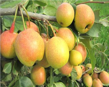 河南梨樹苗-紅香酥梨