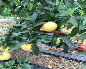 如何提高桃樹(shù)苗的成活率？