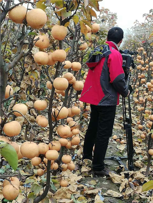 河南晚秋黃梨苗價(jià)格
