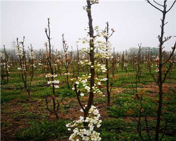 柱狀梨兩年開(kāi)花壯