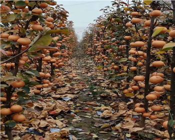 應(yīng)雪黃梨掛果