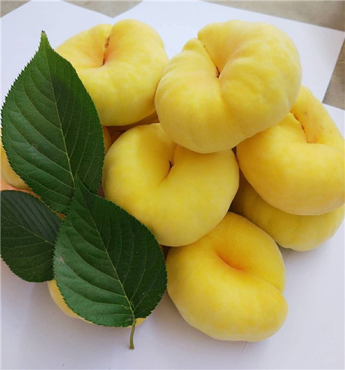 河南桃樹(shù)苗