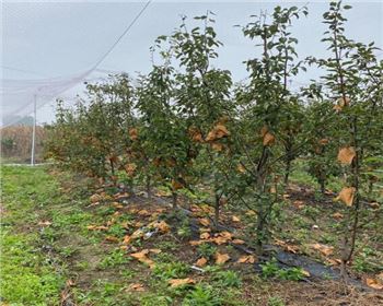  今日河南晚秋黃梨苗行業(yè)小編介紹早酥紅梨