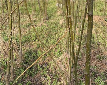 梨樹苗應(yīng)該怎么修剪？河南梨樹苗廠家告訴你