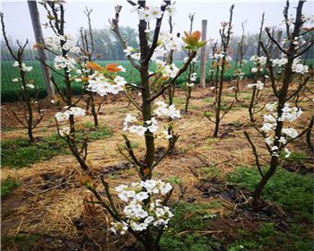 河南梨樹苗廠家分享甜美可口的梨如何挑選