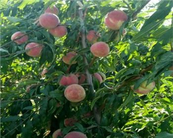 河南桃樹(shù)苗廠(chǎng)家分享桃樹(shù)苗常見(jiàn)病蟲(chóng)害及防治方法?